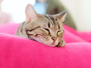 Cute bengal cat lying on red cushion, eyes closed with comfortable style, sleepy cat.