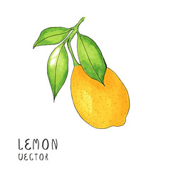 Lemon tree branch, watercolor painting on white background, vector illustration