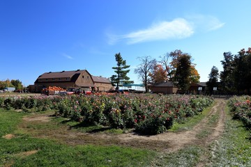 Old farm