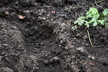 Gray soil with green plant