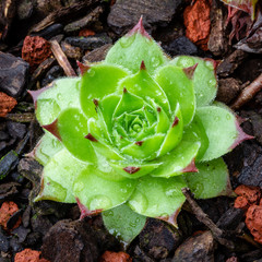 Sempervivum tectorum Royanum, green and red Houseleek succulent plant rosette with rain drops...