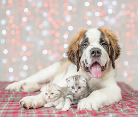 St. Bernard puppy with two kittens together