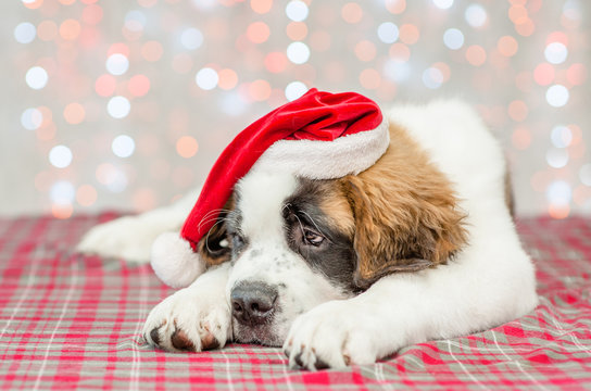Sad saint Bernard puppy in a Christmas hat
