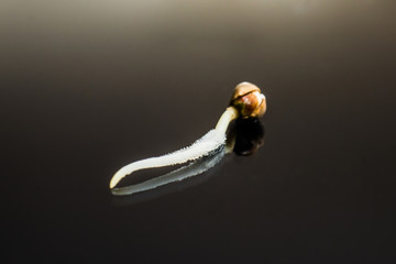Germinated cannabis seed. Root on a black background. Sprouting cannabis seeds. close-up macro....