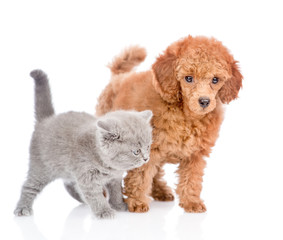 Poodle puppy and tiny kitten standing together. isolated on white background