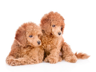 Fototapeta premium Two poodle puppies looking away. isolated on white background