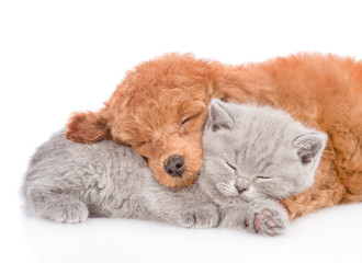 Close up poodle puppy and tiny kitten sleeping together. isolated on white background