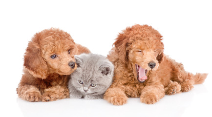 Kitten and two puppies. isolated on white background