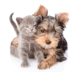 yorkshire terrier hugging little kitten and looking at camera. isolated on white background