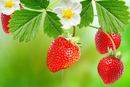 garden plant strawberry witch appetizer berries