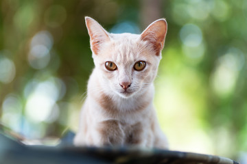 Young ginger cat with yellow eyes and nature background