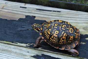 Box Turtle