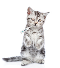 sick kitten holds a thermometer in the mouth. isolated on white background