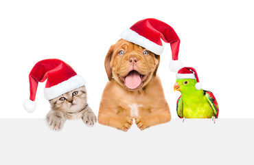 Group of pets in red christmas hats peeking over empty white board. isolated on white background. Empty space for text