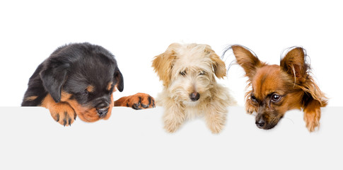 Group of dogs  above white banner looking down. isolated on white background