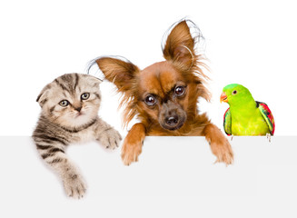 Group of pets together over white banner. isolated on white background