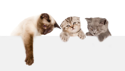 Group of cats  above white banner. isolated on white background