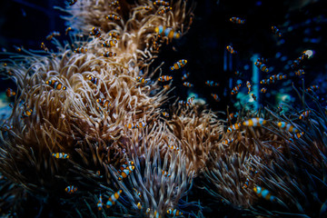 Obraz premium Koralle