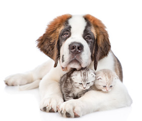 smiling Saint Bernard puppy hugging kittens. isolated on white background