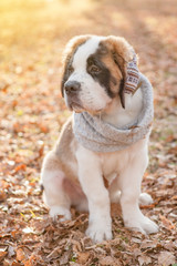 St. Bernard puppy in a scarf and warm headphones in the autumn park