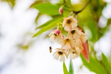 Fairy Petticoat, Lily of the Valley Tree (Elaeocarpus grandiflorus Sm.) flowers and flying bee in urban park, Bangkok, Thailand