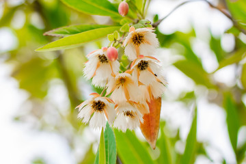 Fairy Petticoat, Lily of the Valley Tree (Elaeocarpus grandiflorus Sm.) flowers in urban park, Bangkok, Thailand