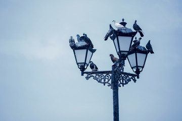 pigeons sit on a street lamp