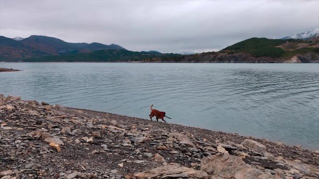 Boxer Dog playing with a stick at a mountain lake, surrounded by snowy mountains in Autumn. 
Lake Serre Pon&radic;&szlig;on, south-east France (Hautes Alpes)
