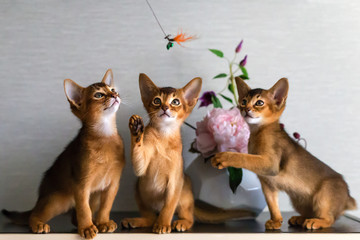 red and Abyssinian kittens play