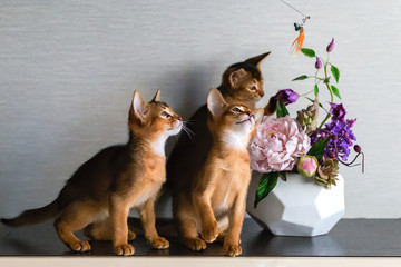 red and Abyssinian kittens play