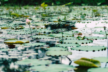 water lilies and floating leaves with beautiful bokeh in a pond.