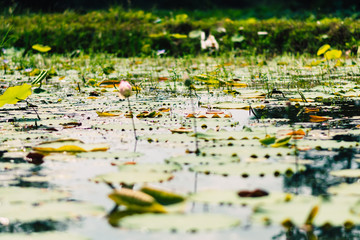 water lilies and floating leaves with beautiful bokeh in a pond.