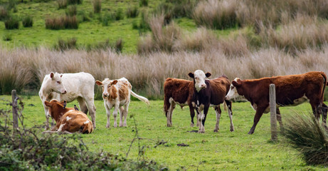 Naklejka na ściany i meble Several cows standing on grass field