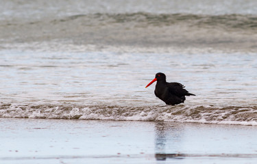 Pied oystercatcher in the surf