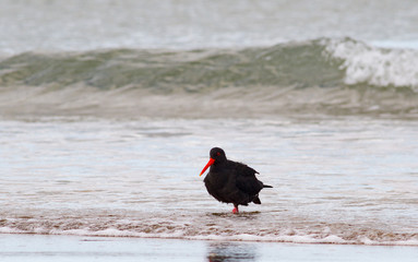Pied oystercatcher in the surf