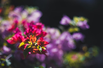 Fototapeta na wymiar flowers with beautiful bokeh in the garden