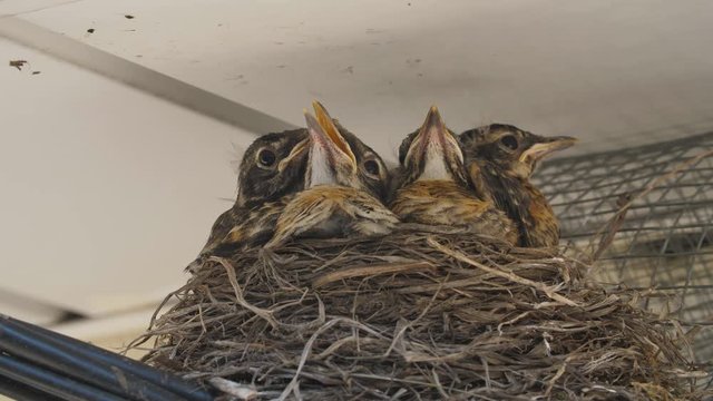 Juvenile robins or fledglings suddenly wake after hearing noise near nest. Toronto, Canada.