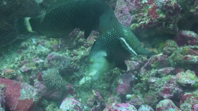  Rockmover Wrasses (Novaculichthys taeniourus) Hunting For Food - Philippines
