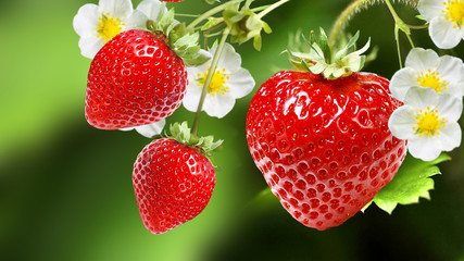 red garden tasty strawberries