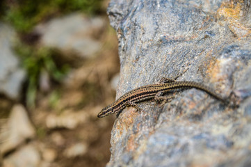 Small lizard in a rock