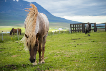 Beautiful of Icelandic horse in Iceland.