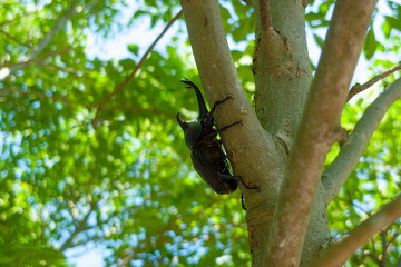 木に止まるカブトムシ