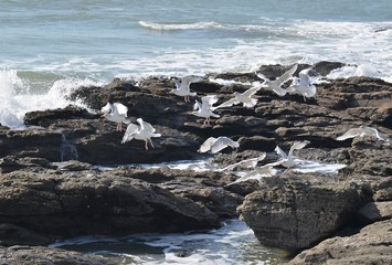 Obraz premium Hering gull (goélands argentés), Bretagne, France
