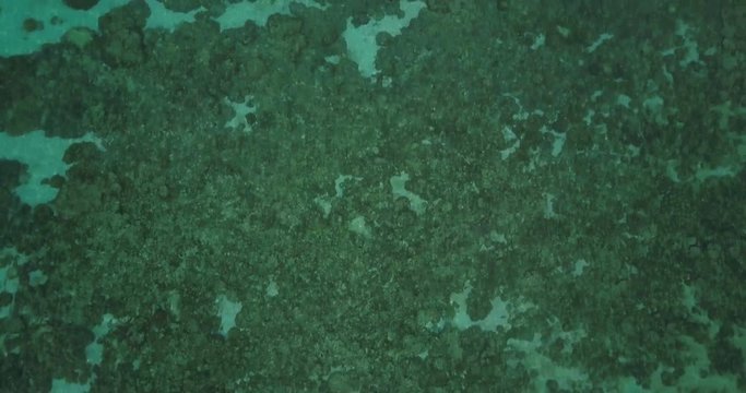Top down aerial view of coral reef in colorful shallow tropical waters with slow camera pan up revealing well situated tropical beach resort in forest on Ko Lipe island, Thailand. 4k 1.9:1 23.976fps
