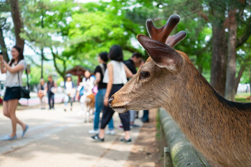 歩道を見つめる鹿