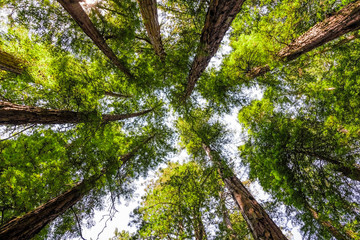 Looking up in a Redwood forest, Mt Tamalpais State Park, Marin County, California