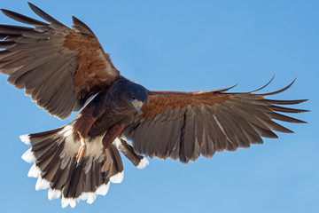 Harris's Hawk in Flight isolated on a Blue Background 2
