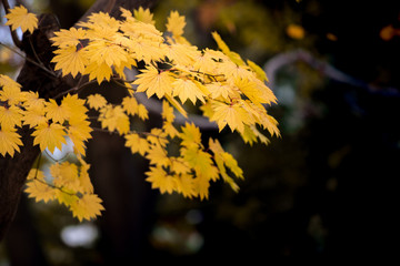 Maple leaves, autumn colors in Japan, Fall foliage season with blue sky and clear day.