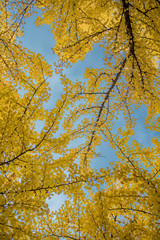 Best time autumn colours in Japan,  Ginkgo leaves in Fall foliage season with blue sky and clear day.