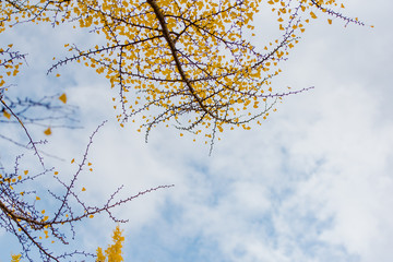 Best time autumn colours in Japan,  Ginkgo leaves in Fall foliage season with blue sky and clear day.